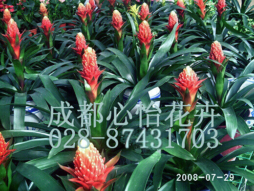 成都鮮花租擺成品